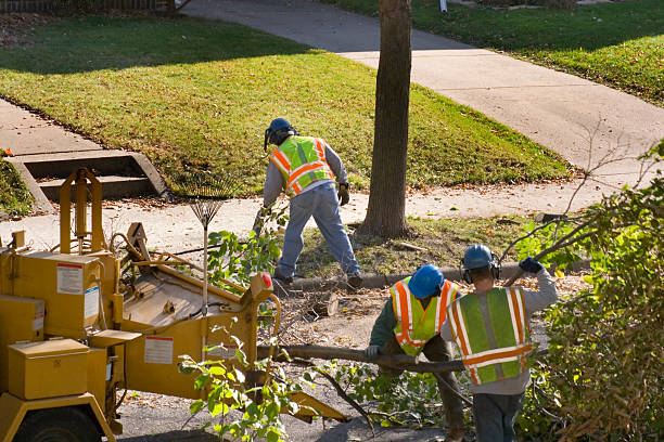 Best Emergency Storm Tree Removal  in Marmora, NJ